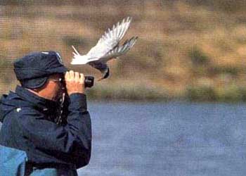 pajaros-miscelanea-186.jpg