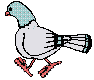 paloma-005.gif