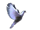 paloma-006.gif