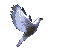 paloma-007.gif