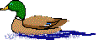 pato-024.gif