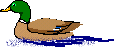 pato-028.gif