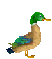 pato-039.gif