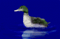 pato-049.gif