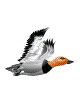 pato-060.gif
