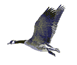 pato-066.gif