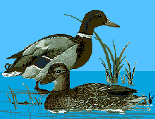 pato-079.gif