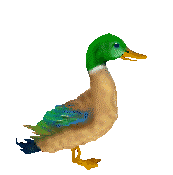 pato-084.gif
