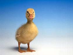 pato-087.jpg