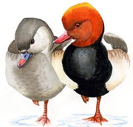 pato-093.jpg