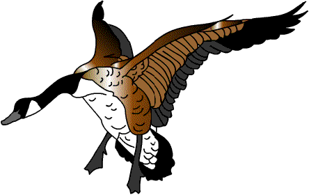 pato-094.gif