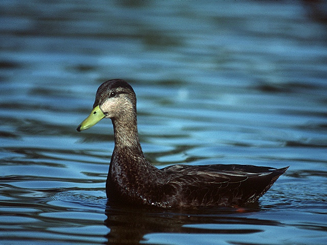 pato-095.jpg