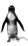 pinguino-043.gif