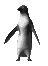 pinguino-044.gif