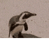 pinguino-053.gif