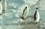 pinguino-070.gif