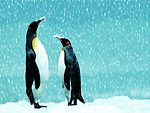 pinguino-083.gif
