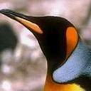 pinguino-089.jpg