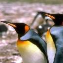 pinguino-090.jpg