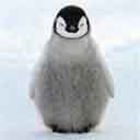 pinguino-091.jpg