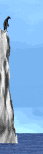 pinguino-106.gif