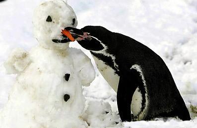 pinguino-113.jpg