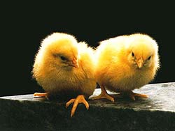 pollito-042.jpg