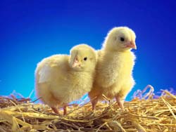 pollito-043.jpg