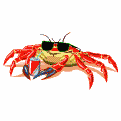cangrejo-022.gif