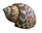 caracol-010.gif