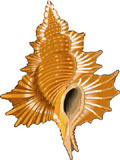 caracol-019.jpg