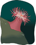 coral-003.jpg