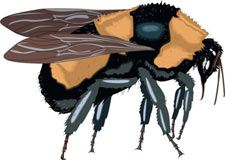avispa-abejorro-013.jpg