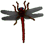 libelula-006.gif