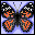 mariposa-035.gif