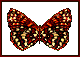 mariposa-081.gif