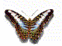 mariposa-087.gif
