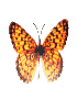 mariposa-102.gif