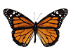 mariposa-104.gif