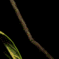 mariposa-106.gif