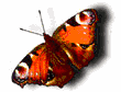 mariposa-107.gif