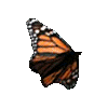 mariposa-117.gif