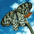 mariposa-124.gif