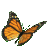 mariposa-125.gif