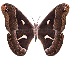 mariposa-128.gif