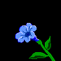mariposa-131.gif