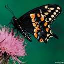 mariposa-132.jpg