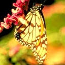 mariposa-134.jpg