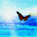 mariposa-135.jpg