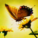 mariposa-137.jpg